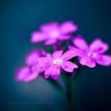 Я-жена