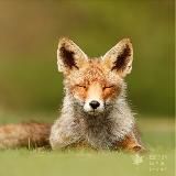 ZenFox