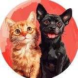 Кошечки & Собачки🐱🐶