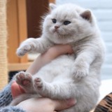 Котики 🐱 кошки