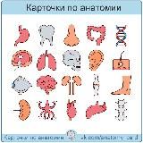 Карточки по анатомии