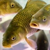 РЫБОВОДСТВО бесплатная реклама