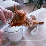 Белка Уля - Belka.Ulya