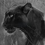 Лёгкость бытия