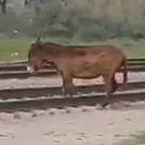 Фулл с ослом и Банкой