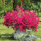 Петунии Калининград Petunii39