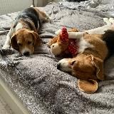 Жизнь с биглем 🐶🐶