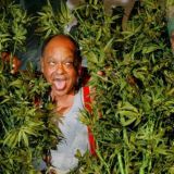 Чат Деда Каннабиса