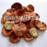 Мухомор красный / TRIP