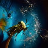 Seminare domande - Francesco Cappello