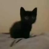 аня илкавт миньонч топ машина 2009