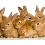 Уууф, Зайчики🐰