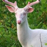 тёплый птенец