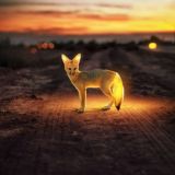 🐯Sweetie animals🐱