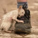 Буду Жить Осетия