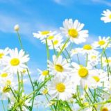 ТОЛОКА БЕЗЛИМИТ