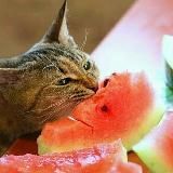 Здоровая Кухня Нектарин