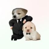 Dog Trader