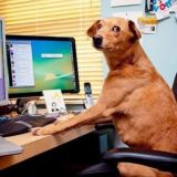 Чат любителей собак