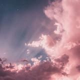 Сливы от амура