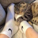 THE WORLD OF STOCKINGS