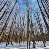 Praksys - vox populi