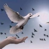 Humanidad Despierta Difusión