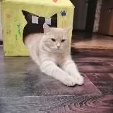 𝔾𝕚𝕟𝕘𝕖𝕣 ℂ𝕒𝕥