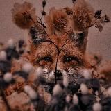 Стася из лисьего уголка 🍁🦊