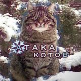 Атака Котов | Кот & Пёс 🎄