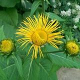 Каналы Волшебниц