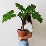 Terracotta & my plants🪴