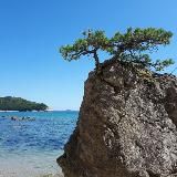 Конфликтный тигр.