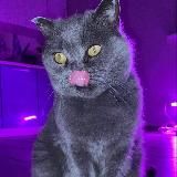 Голые девушки