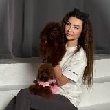 МАЛЬТИПУ•ТЕДДИ•МАЛЬТЕЗЕ ZHADORA-LANSET