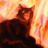 Домик стрёмных котов