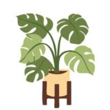 Городские джунгли рептилии растения хамелеон