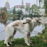 Borzoi Pictures
