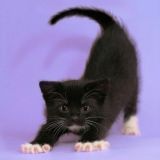 Meow meow🐈 #StayAtHome