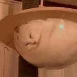 Конфа разработка игр