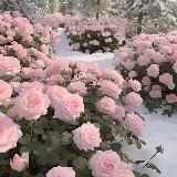 👩🔬 Professor Rassulova