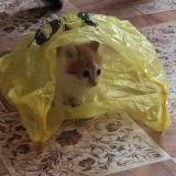 Кузик-Кукурузик🌽😻