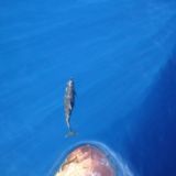 EU Ship Owners (Job For Seamen)