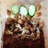 🐌УЛИТКА ТЕРАПИЯ 🐌🐌