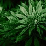 Проект "Озеленение"