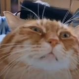 Думки Томіслава #ЖидТг 卐🇮🇱卐