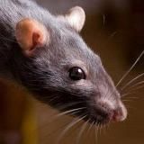 СЛИВНАЯ КРЫСА BITCH