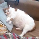 Мод на рабочий тик ток