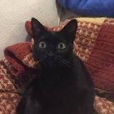 Заметки дилетантов