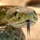 Змеиное царство🐍